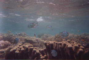 ..und noch ein Bild mit der Unterwasserkamera