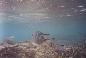 Fische des Great Barrier Reefs