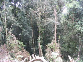 Der Regenwald im Dorrigo Nat. Park