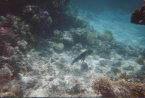 Unterwasserwelt - bunter als auf den Foto zu erkennen