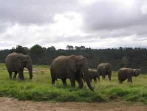 ...und noch mal die Elefantenfamilie