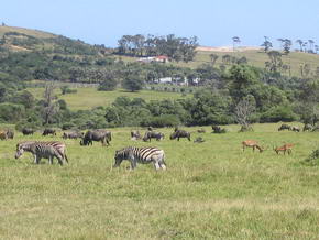 Zebras im Kragga Kamma Game Park