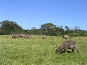 Bonteboks und Springboks im Kragga Kamma Safari Park