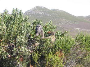 Paviane in den Sträuchern des Cape Point Nat. Reserve