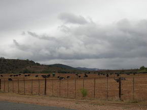 Weide mit Strauße im kleinen Karoo bei Oudtshoorn