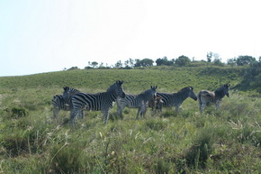 Zebras im Park